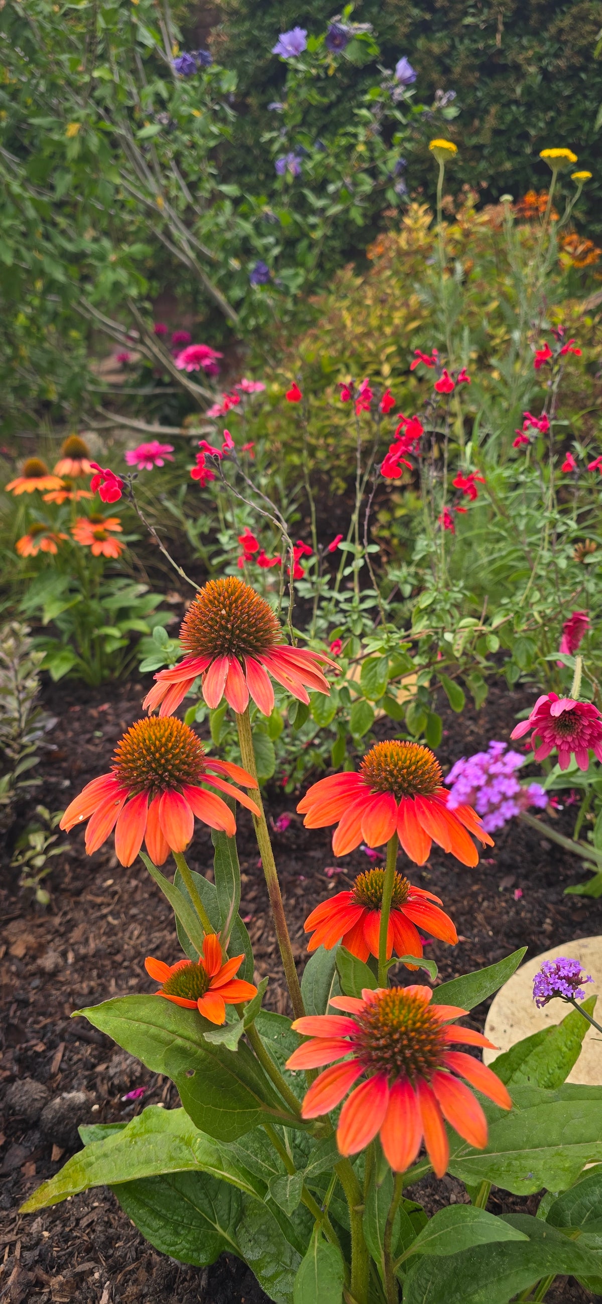 Pollinator friendly planting