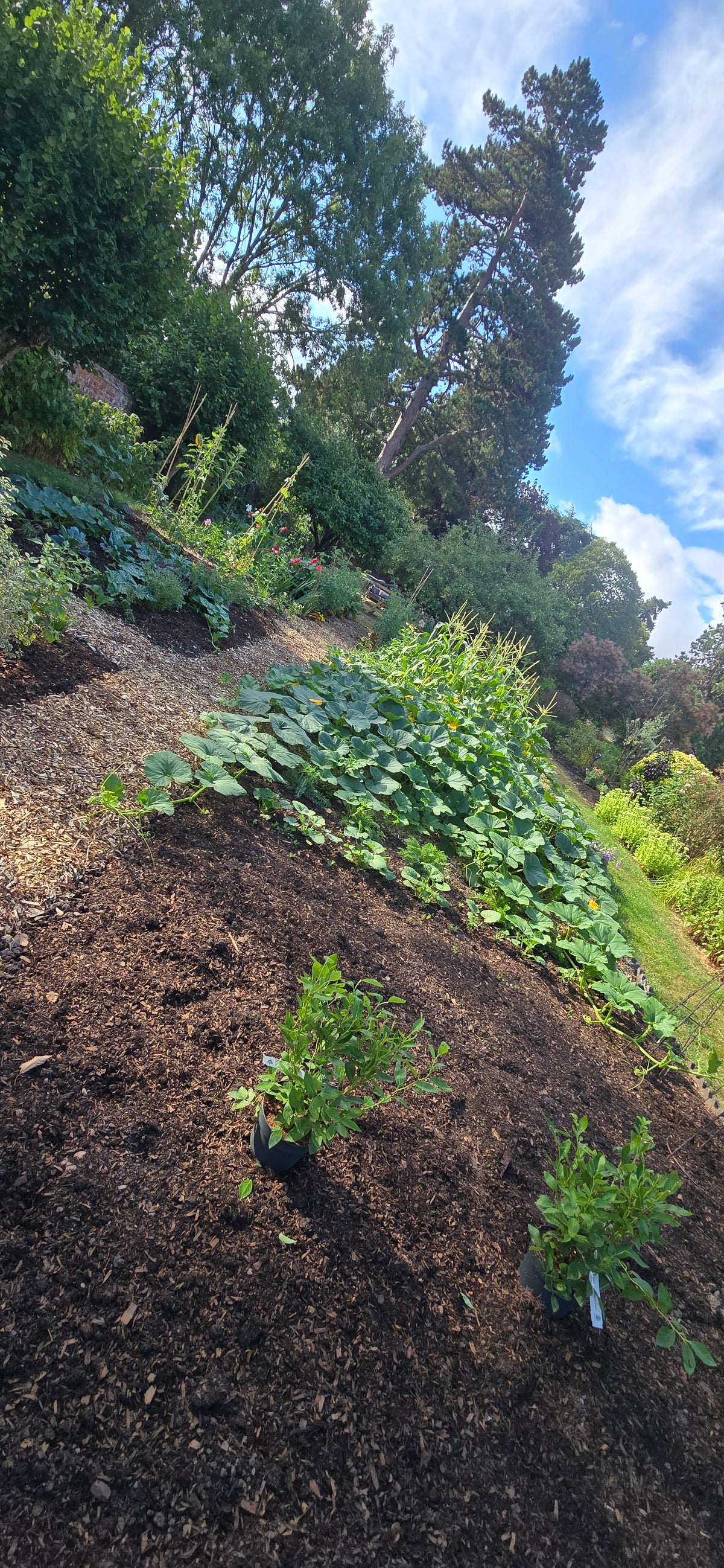 Vegetable garden