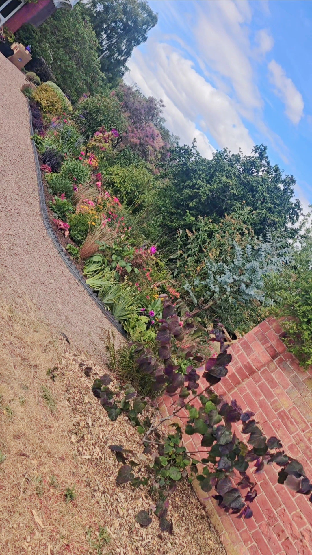 Garden project long border with shrubs and plants